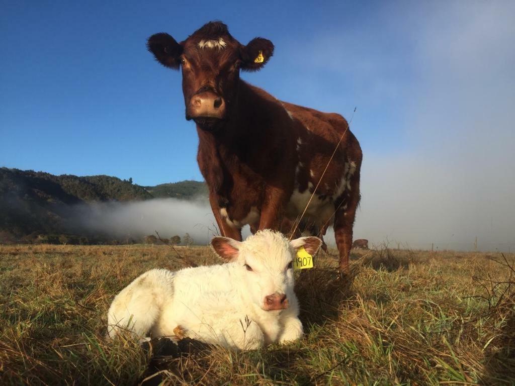 Mohaka River Farm Te Haroto Zewnętrze zdjęcie